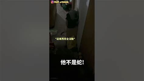 家裡突然出現蛇